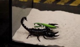 蝎子 在线观看,揭秘神秘生物的生存智慧与致命魅力